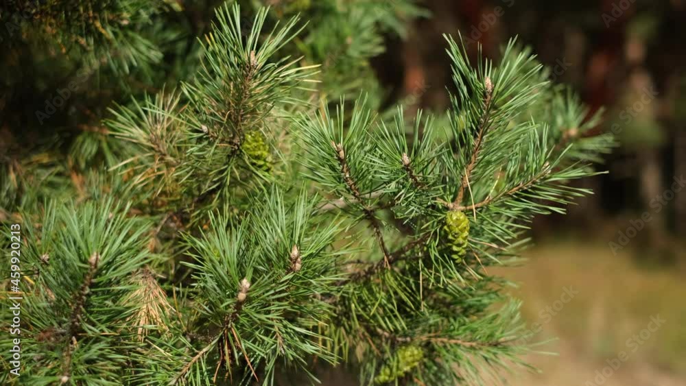 Pine forest. Pine branches close up. 4K UHD video Pine forest. Pine branches close up. 4K UHD video
