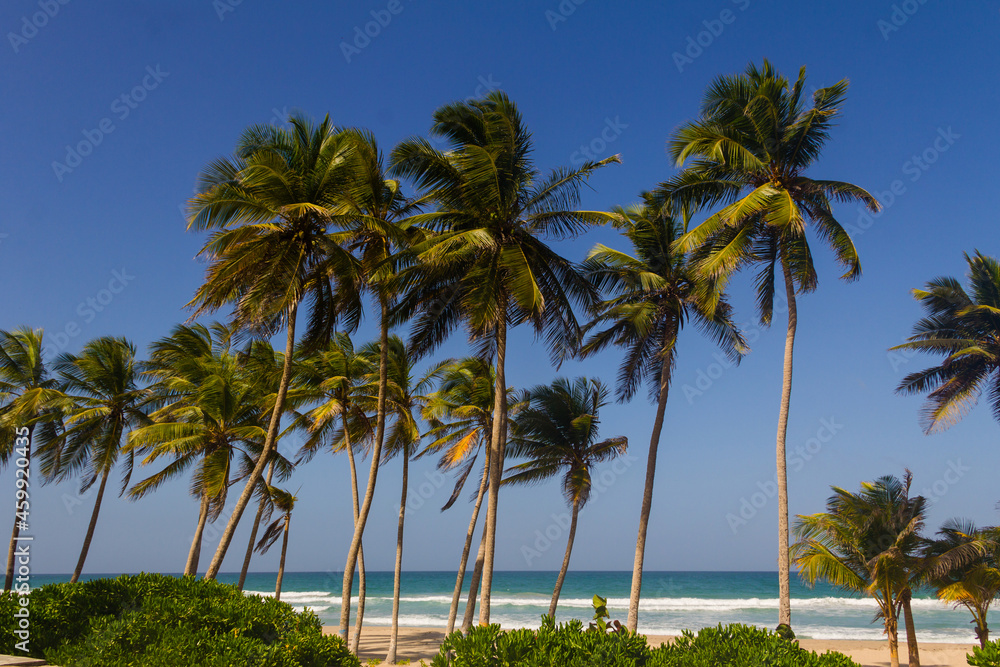 Beach with many coconut trees, on a bright and sunny day