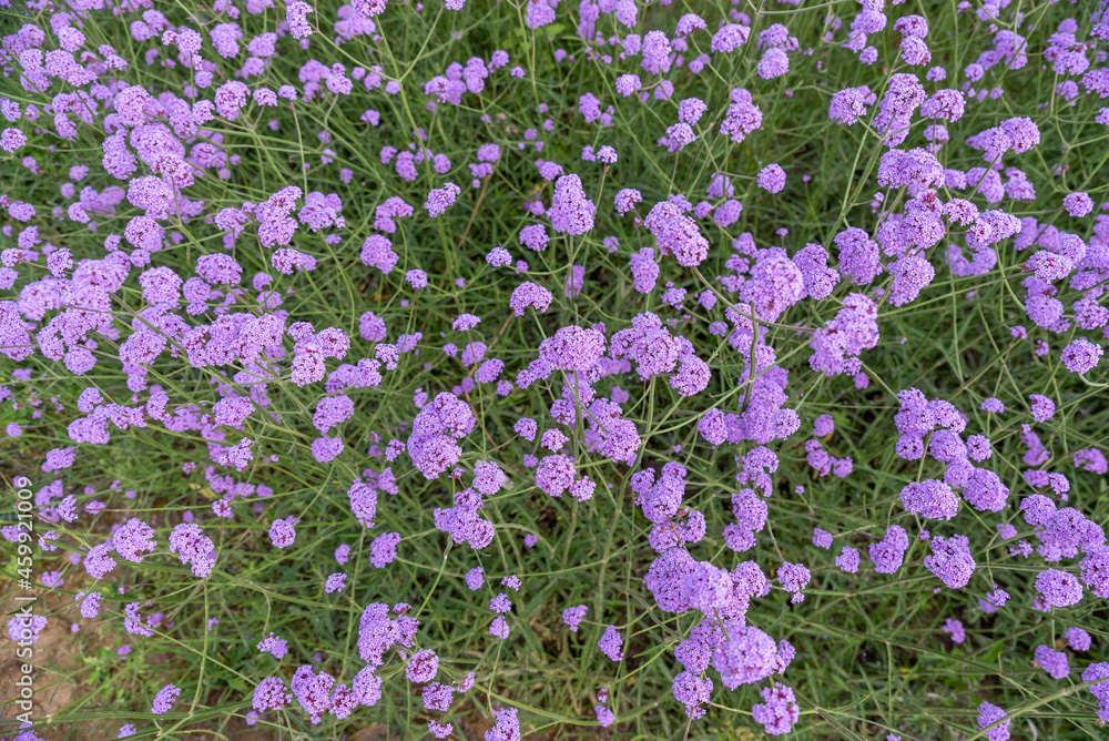 Obraz premium Purple Verbena in the field
