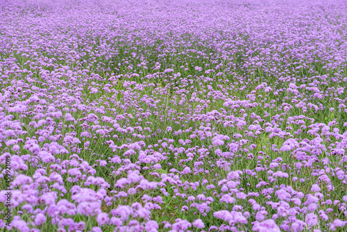 Purple Verbena in the field