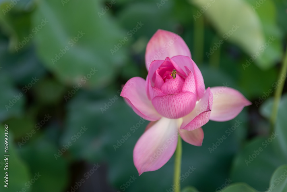 Pink lotus in summer lotus pond