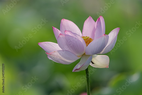 Pink lotus in summer lotus pond