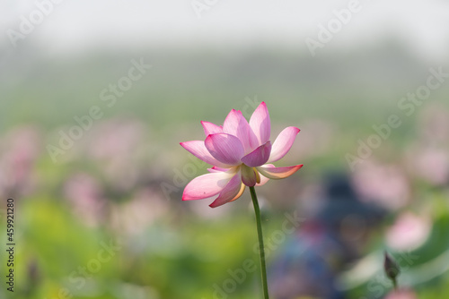 The pink lotus blossoms in summer