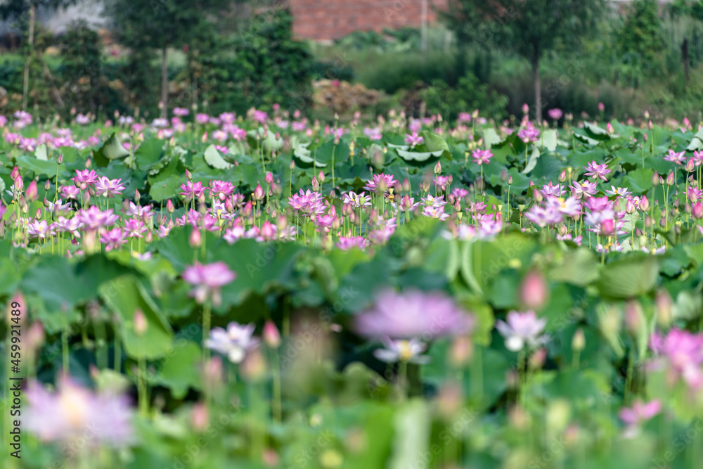 Pink lotus and green lotus leaves in the lotus pond in the countryside Pink lotus and green lotus leaves in the lotus pond in the countryside