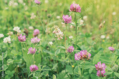 meadow summer flowers, clover in the grass