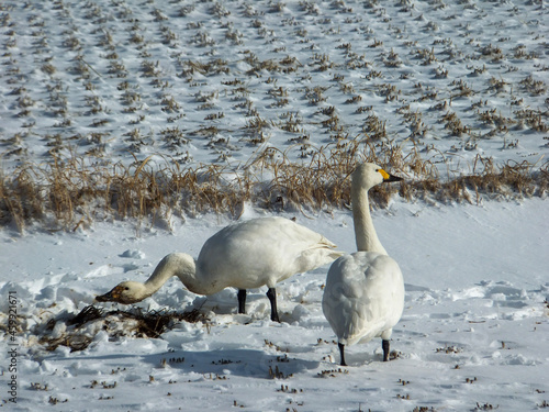 swans in winter