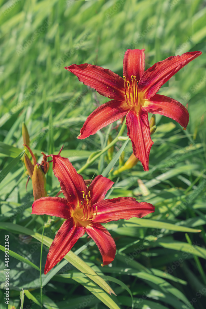 macro photography of red lily flowers macro photography of red lily flowers