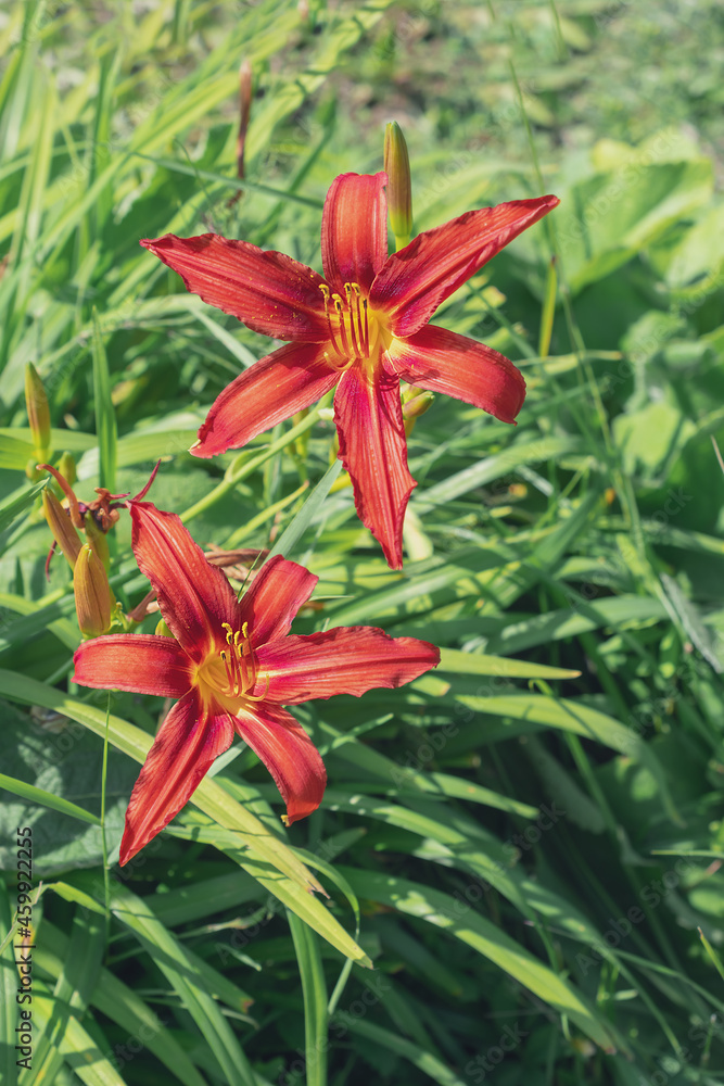 macro photography of red lily flowers macro photography of red lily flowers
