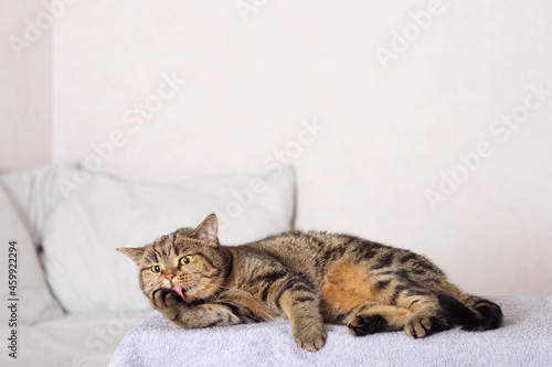 Bild auf Leinwand Cat cleaning herself