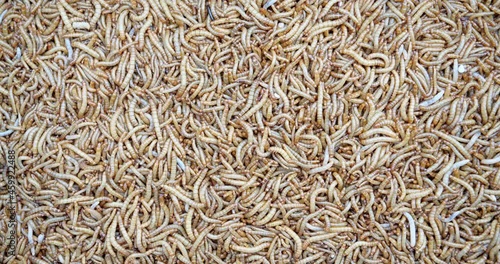 Top view fodder worms for exotic animals, A scatter of mealworm larvae, used for feeding birds, reptiles or fish, Filming,Stages of the meal worm the life cycle of a mealworm,Many larvae crawling . photo