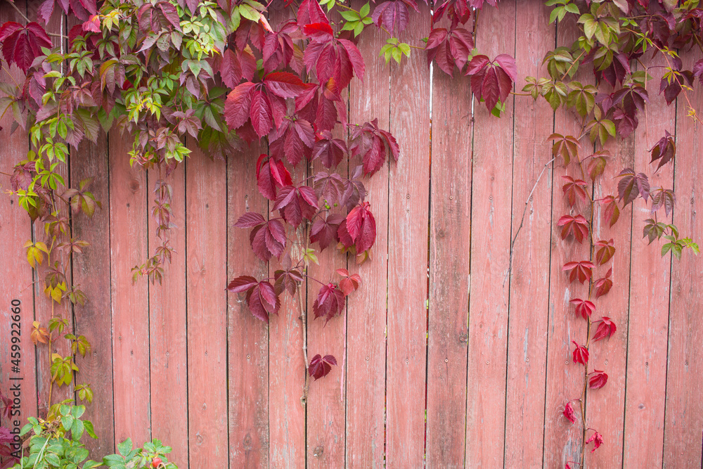 Parthenocissus quinquefolia, known as Virginia creeper, Victoria creeper, five-leaved ivy. Red foliage background red wooden wall. Natural background. Parthenocissus quinquefolia, known as Virginia creeper, Victoria creeper, five-leaved ivy. Red foliage background red wooden wall. Natural background.