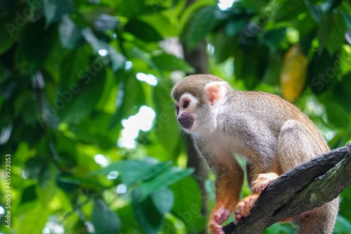 squirrel monkey　リスザル photo