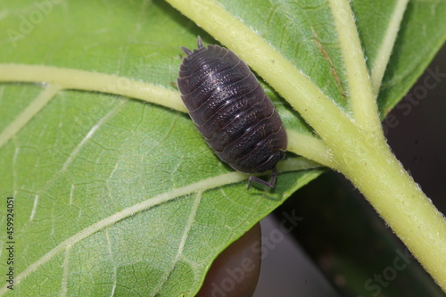 Assel - Porcellio scaber auf einem Feigenblatt