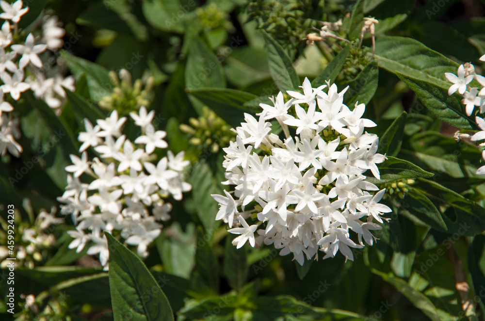 white flowers in the garden. white flower with green leaves white flowers in the garden. white flower with green leaves
