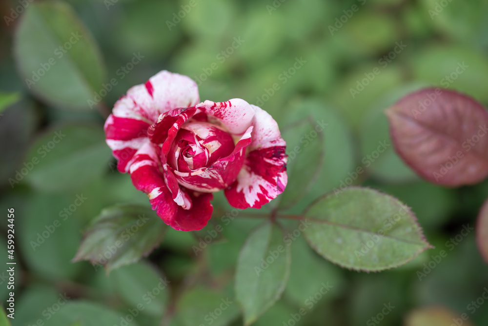 The red roses are in the garden of the park against the green background The red roses are in the garden of the park against the green background