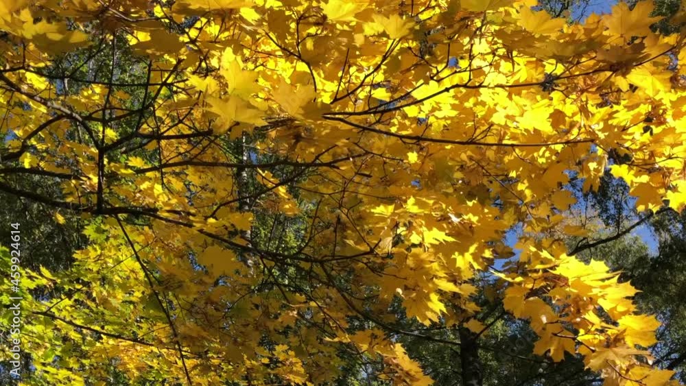 Autumn yellow maple leaves on a branch against a blue sunny sky Autumn yellow maple leaves on a branch against a blue sunny sky