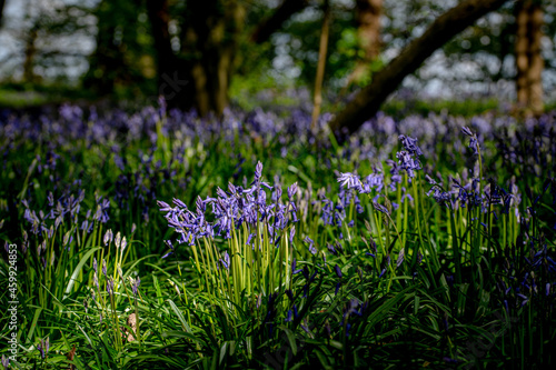 Woodland bluebell flowers in spring