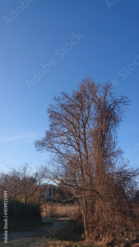 tree in the park