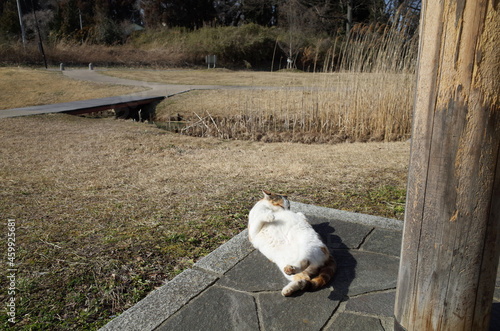 cat on the fence