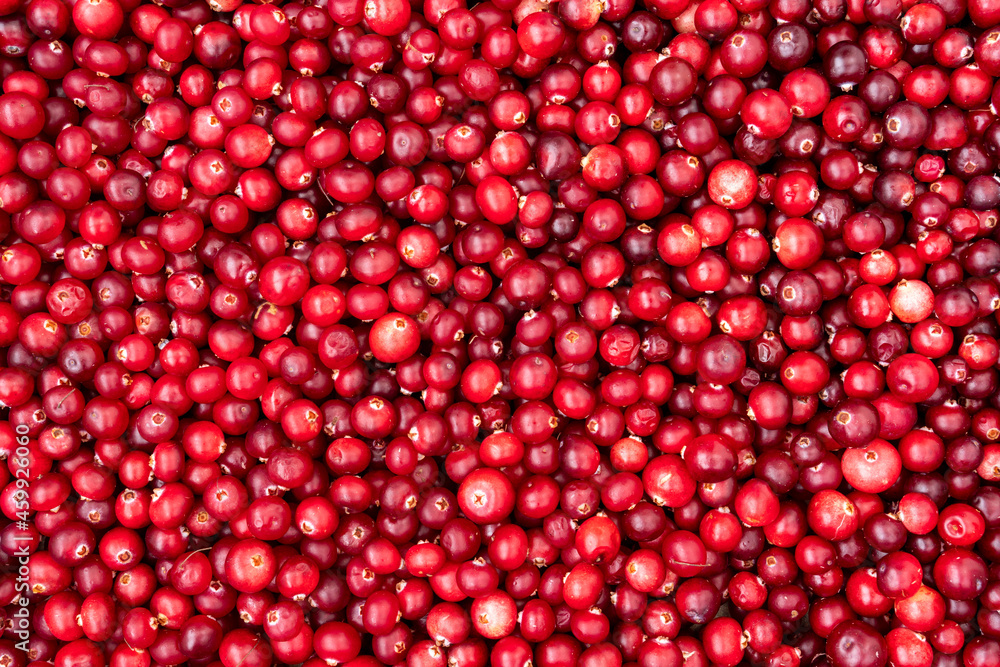 Top view of ripe cranberry Top view of ripe cranberry