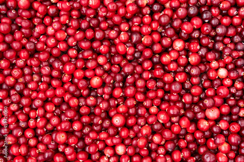 Bilde på lerret Top view of ripe cranberry