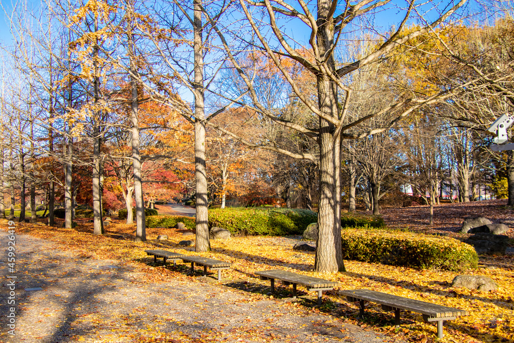 秋の銀杏並木とベンチ