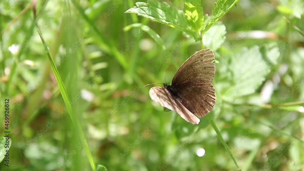 brown butterfly feeding with nectar on wild yellow plants brown butterfly feeding with nectar on wild yellow plants