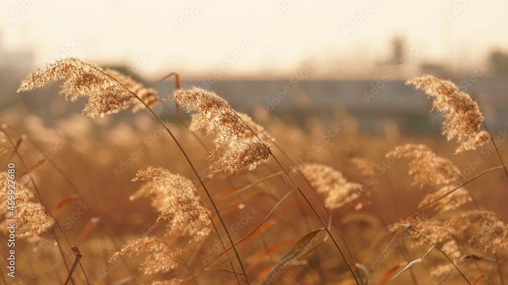 Obraz premium The beautiful and soft reeds view with the warm sunset sunlight in the windy day