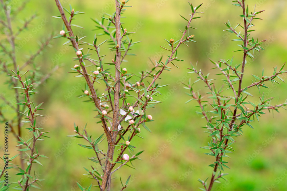 Leptospermum scoparium, commonly called manuka is a species of flowering plant in the myrtle family Myrtaceae, native to south-east Australia and New Zealand. Leptospermum scoparium, commonly called manuka is a species of flowering plant in the myrtle family Myrtaceae, native to south-east Australia and New Zealand.
