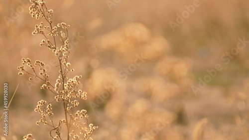 The beautiful and soft reeds view with the warm sunset sunlight in the windy day © Bo