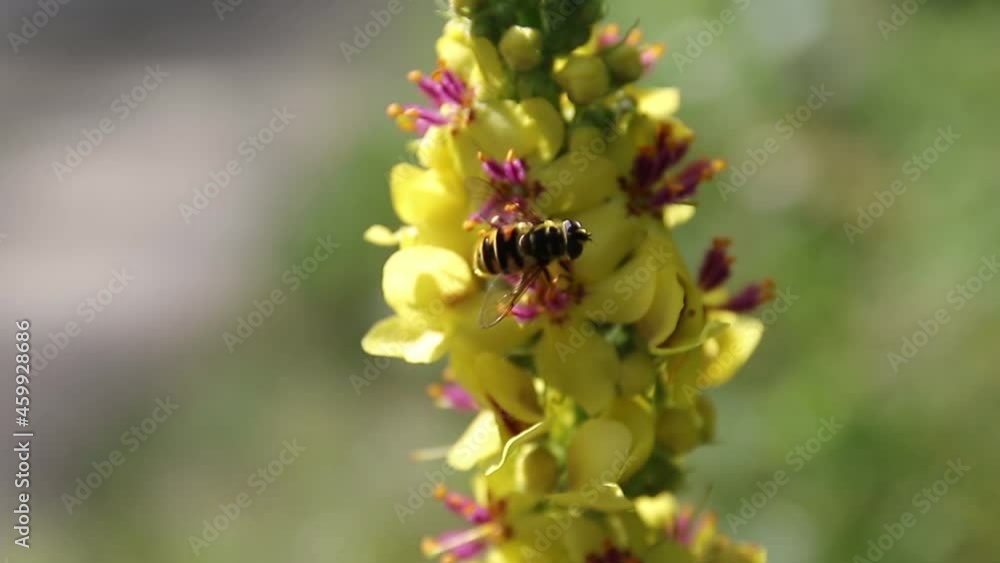 wild bug takes off from a yellow plant wild bug takes off from a yellow plant
