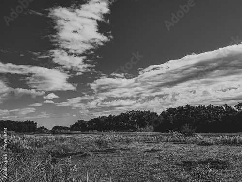 the field of wheat