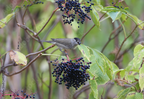 Canvas Print The male Eurasian blackcap (Sylvia atricapilla) is close-up and identifiable