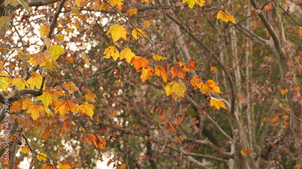 The beautiful autumn view with the colorful leaves in the forest