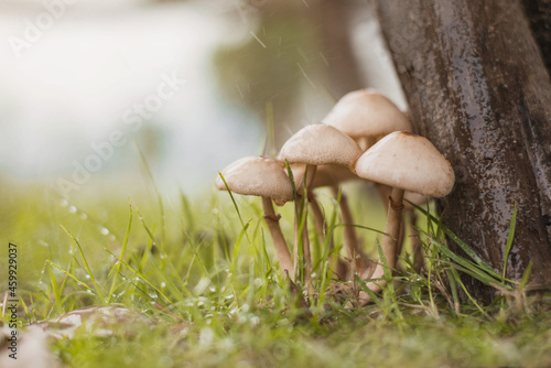 Mushrooms in the raining. Rainy weather season and mushrooms. Nature concept.