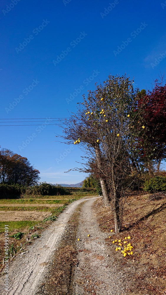Naklejka premium 田んぼのあぜ道