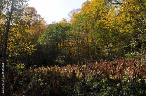 Artvin Bor  ka Karag  l in autumn