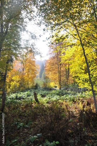 Artvin Borçka Karagöl in autumn