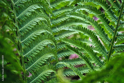Close up of green leaf fern plant in nature landscape