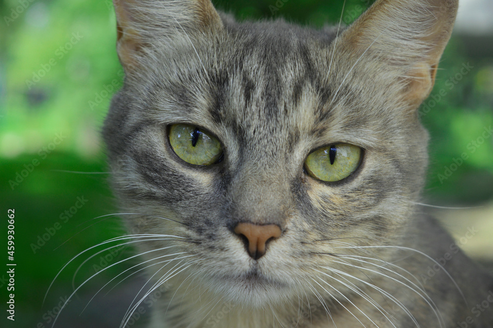 close up portrait of a cat