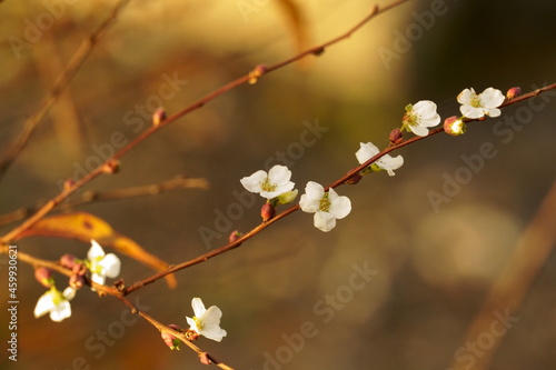 枝に咲く白い小さな花