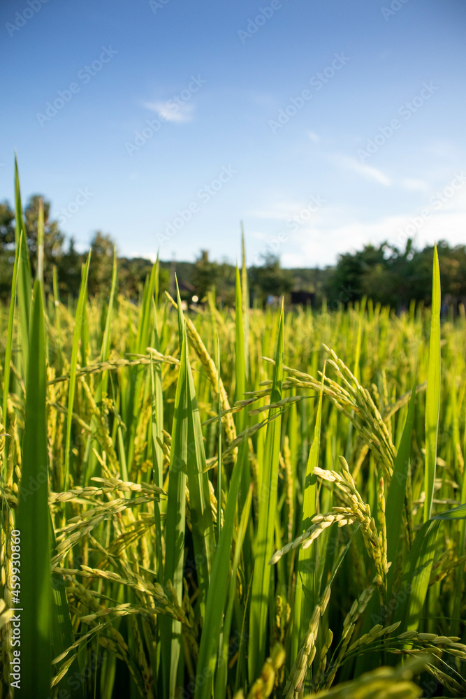 Fototapeta premium green wheat field