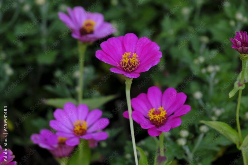 Pink flower in the garden. beautiful flowers in the garden closeup, High quality photo.