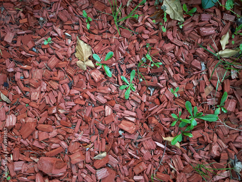 Getrocknete Holzschnitzel Textur