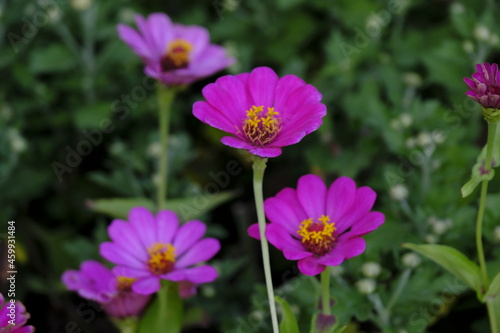 Pink flower in the garden. beautiful flowers in the garden closeup, High quality photo.