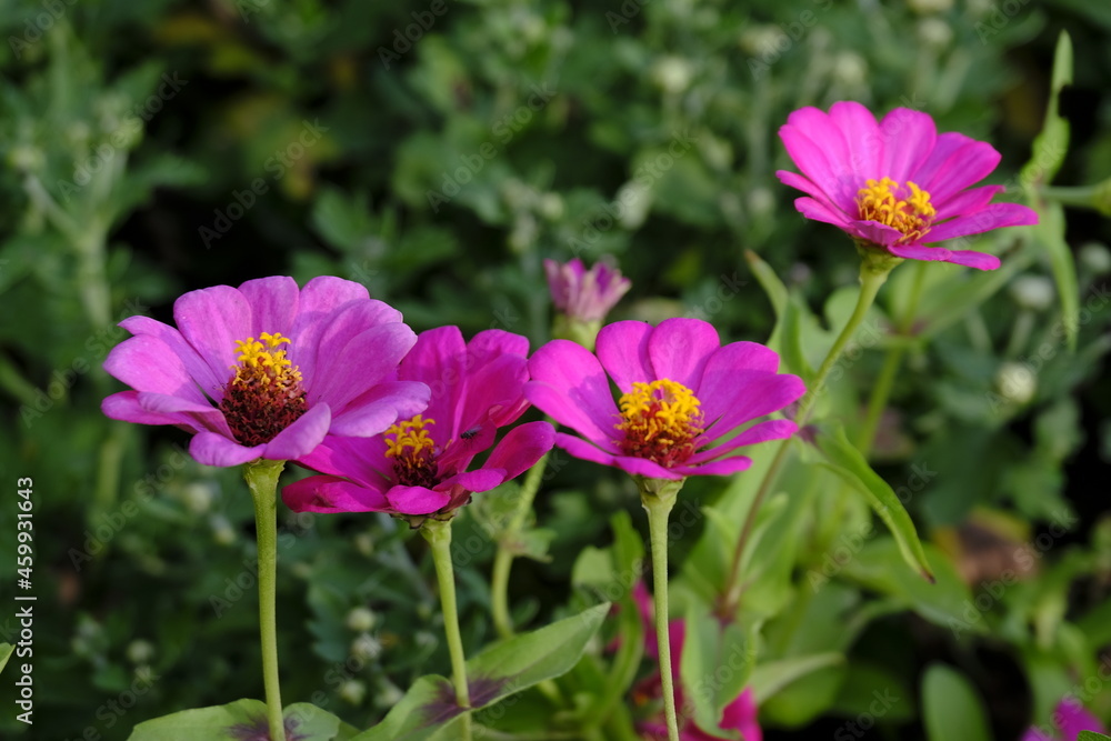 Pink flower in the garden. beautiful flowers in the garden closeup, High quality photo. Pink flower in the garden. beautiful flowers in the garden closeup, High quality photo.