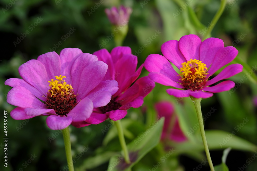 Pink flower in the garden. beautiful flowers in the garden closeup, High quality photo. Pink flower in the garden. beautiful flowers in the garden closeup, High quality photo.