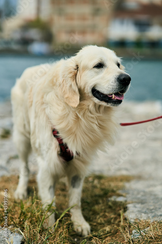 Portrait of a handsome golden labrador retriever. High quality photo