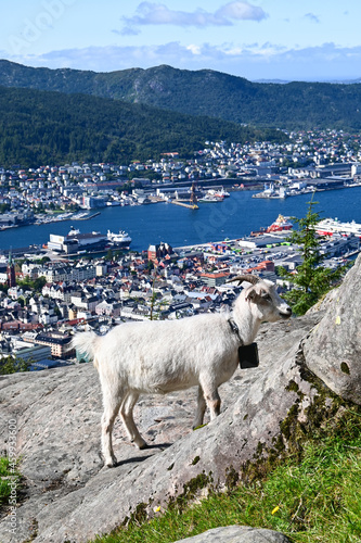 Goat laying on the edge in front of Bergen, Norway