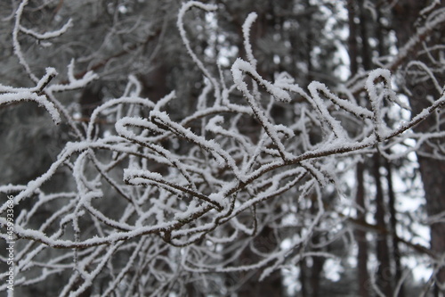 Snowy winter day